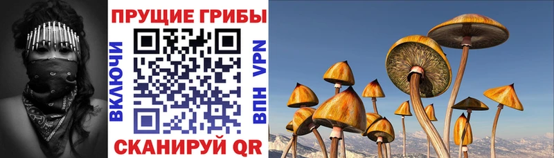 наркотики  Осташков  Галлюциногенные грибы Psilocybine cubensis 